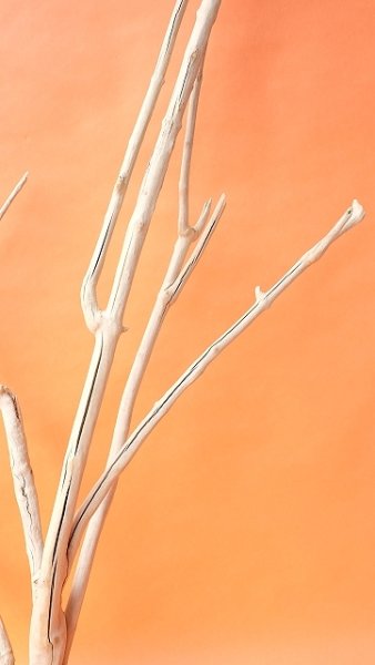 画像3: 枝流木（根付き） (3)