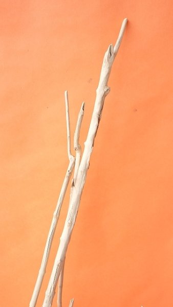 画像4: 枝流木（根付き） (4)