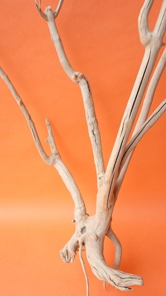 画像6: 枝流木（根付き） (6)