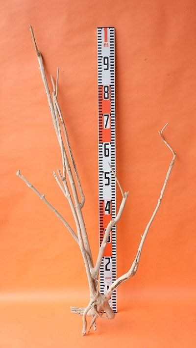 画像3: 枝流木（根付き）