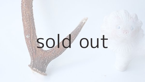 画像2: デコール用二ホンジカの角 (2)