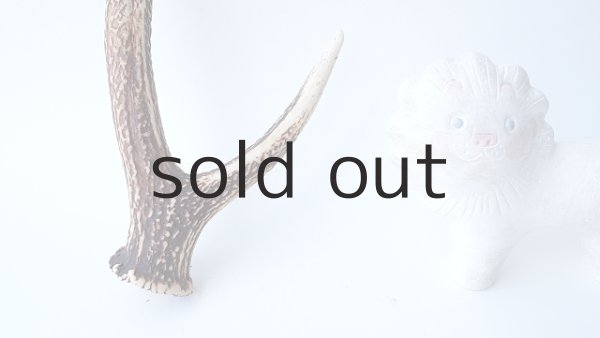 画像2: デコール用二ホンジカの角 (2)