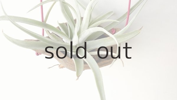 画像2: エアープランツ置き（ハンギングタイプ） by GRAY and GREEN (2)