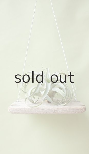 画像3: エアープランツ置き(ハンギングタイプ) by GRAY and GREEN (3)