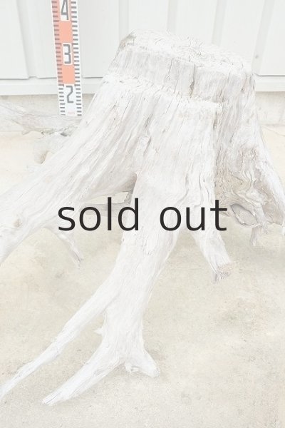 画像9: 大型 根 (9)