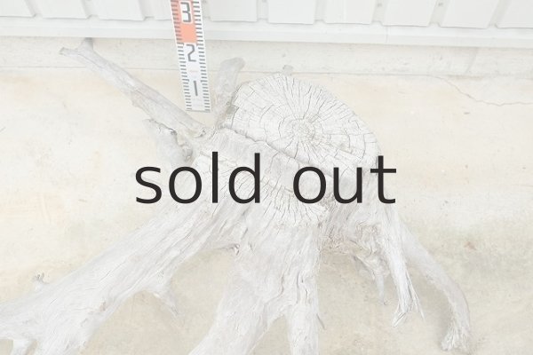 画像10: 大型 根 (10)