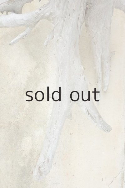 画像7: 大型 根 (7)