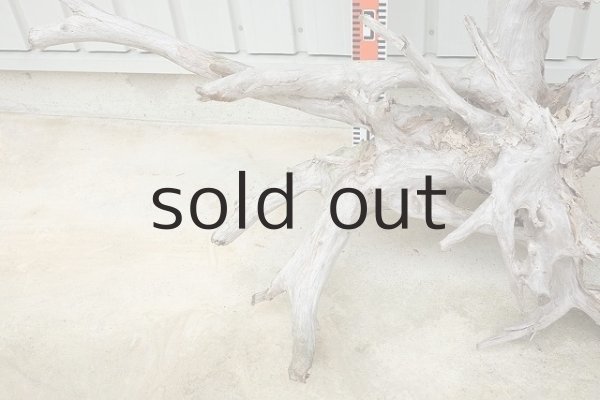 画像5: 大型 根 (5)