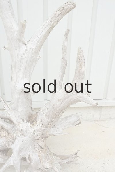 画像3: 大型 根 (3)