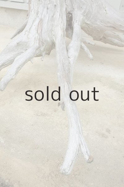 画像6: 大型 根 (6)