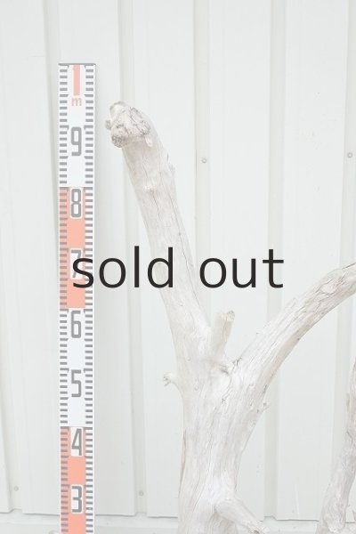 画像4: 大型 根 (4)