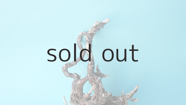 画像3: ミニ流木根 (3)