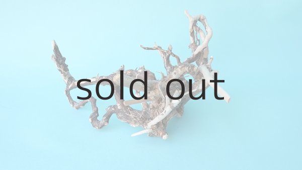 画像4: ミニ流木根 (4)