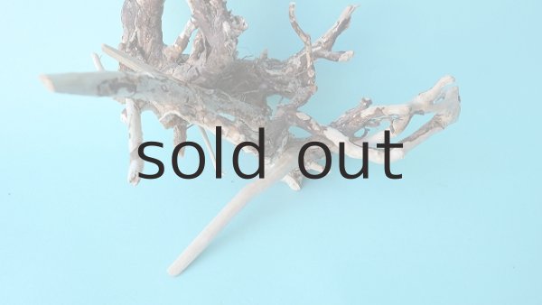 画像2: ミニ流木根 (2)