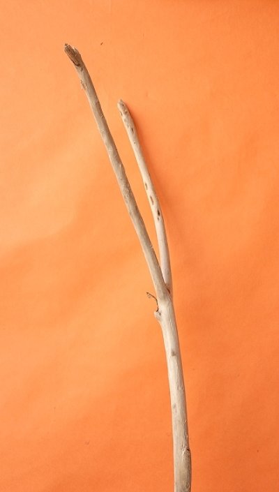 画像2: 幹流木・長尺