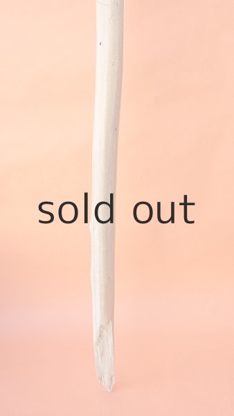 画像2: 幹流木 (2)