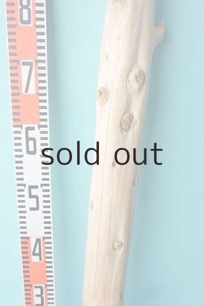 画像6: 幹流木 (6)