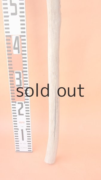 画像5: 幹流木・長尺 (5)