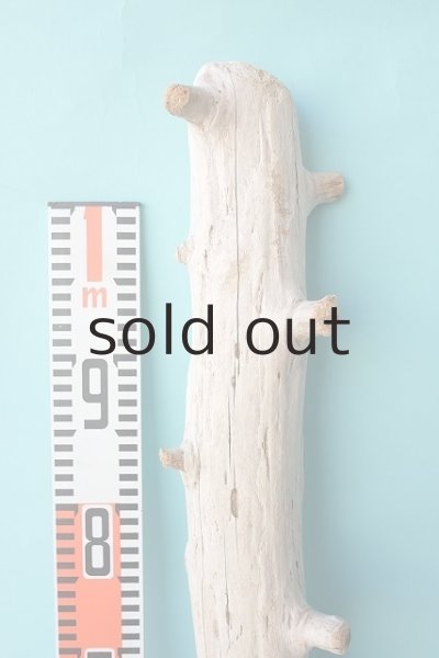 画像5: 幹流木 (5)