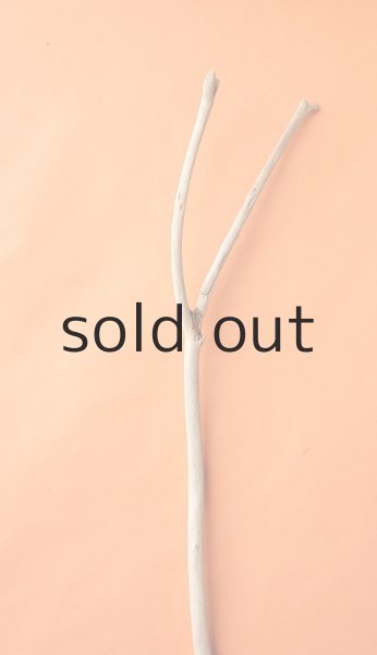 画像4: 幹流木・長尺 (4)