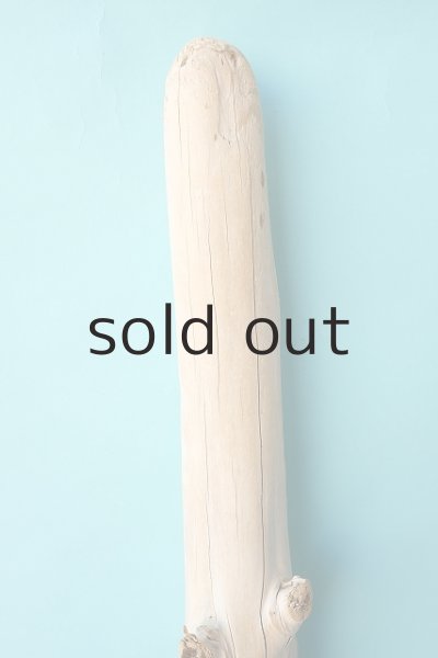 画像4: 幹流木 (4)