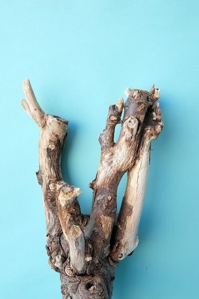 画像3: 幹流木 (3)