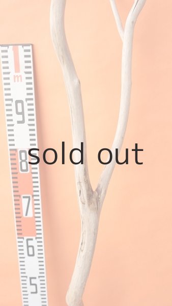 画像6: 幹流木・長尺 (6)