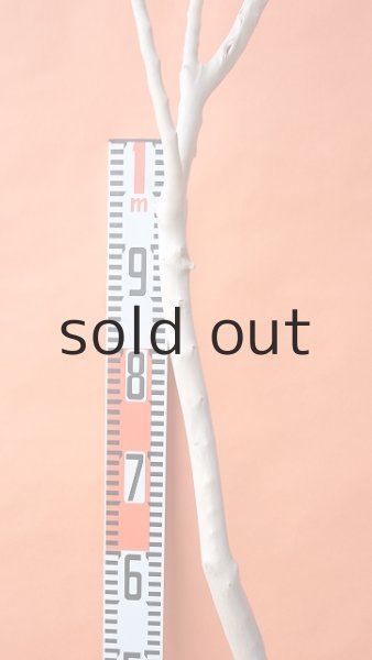 画像6: 幹流木 (6)