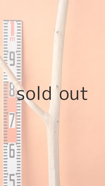 画像5: 幹流木 (5)