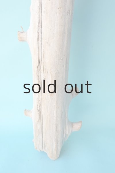 画像2: 幹流木 (2)