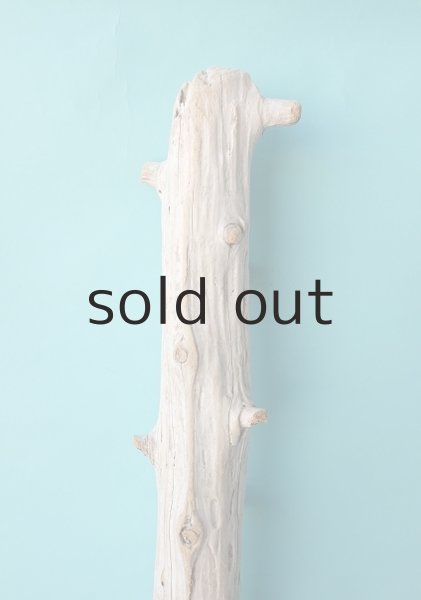 画像4: 幹流木 (4)