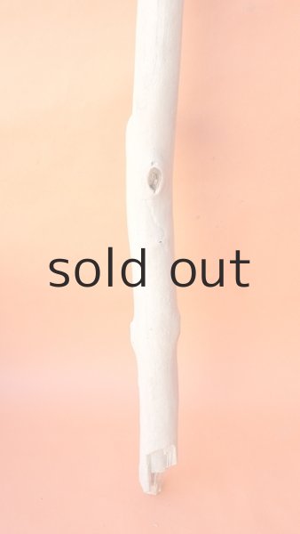 画像2: 幹流木 (2)