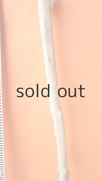 画像7: 幹流木・長尺 (7)