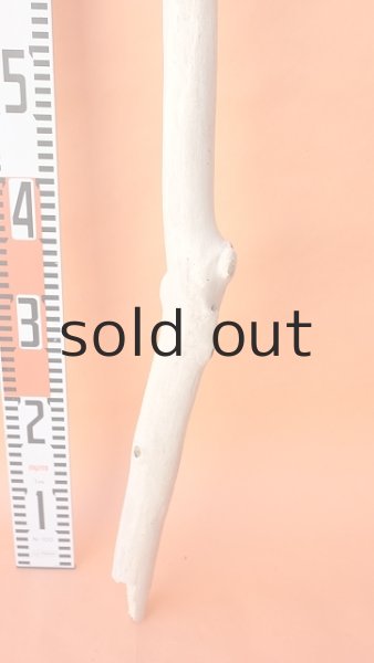 画像5: 幹流木 (5)