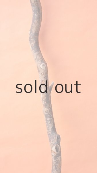 画像3: 幹流木 (3)