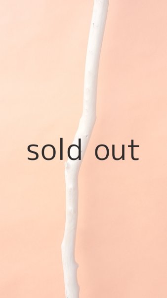 画像3: 幹流木 (3)