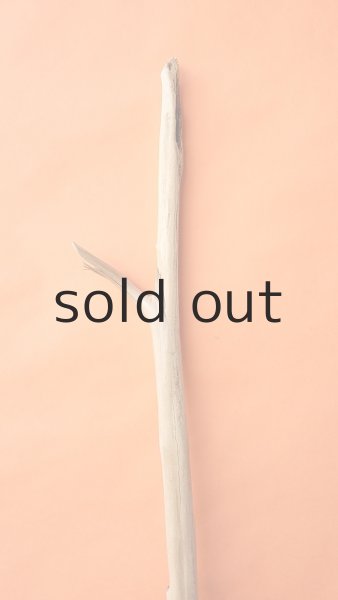 画像3: 幹流木 (3)