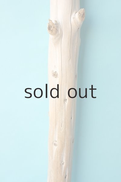 画像3: 幹流木 (3)