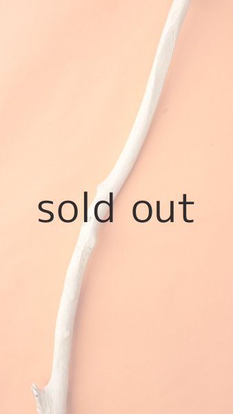 画像4: 幹流木・長尺 (4)