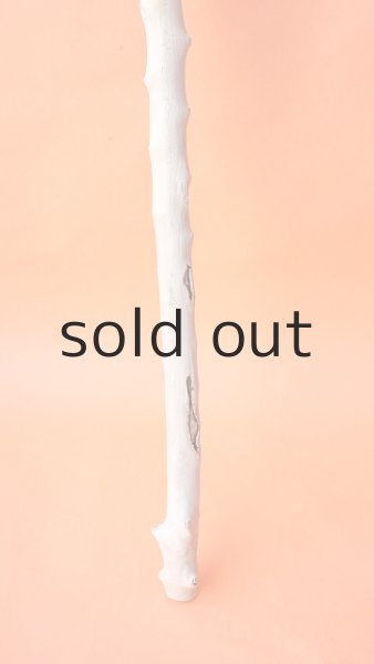 画像2: 幹流木 (2)