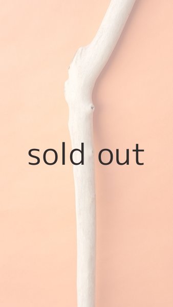 画像3: 幹流木 (3)