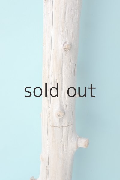 画像3: 幹流木 (3)