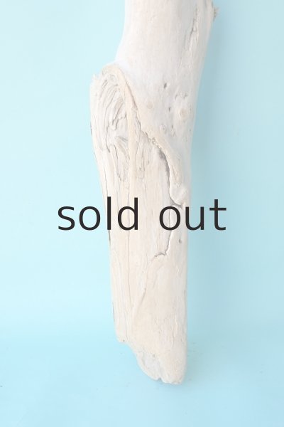 画像2: 幹流木 (2)