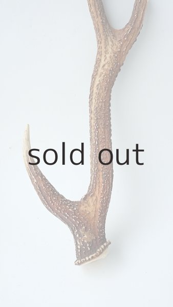 画像2: デコール用二ホンジカの角 (2)