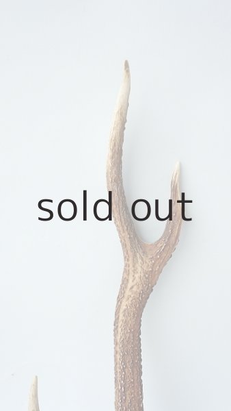 画像3: デコール用二ホンジカの角 (3)