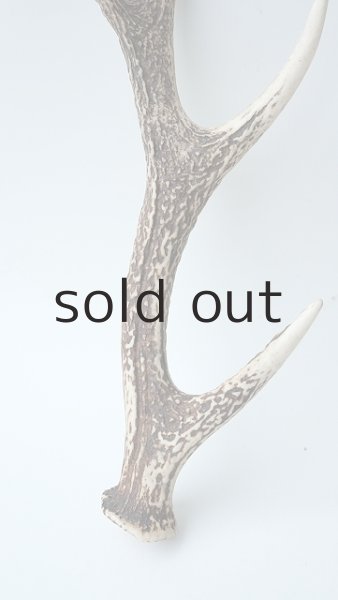 画像2: デコール用二ホンジカの角 (2)