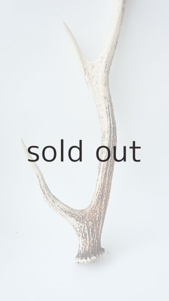 画像2: デコール用二ホンジカの角 (2)