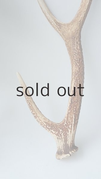 画像2: デコール用二ホンジカの角 (2)