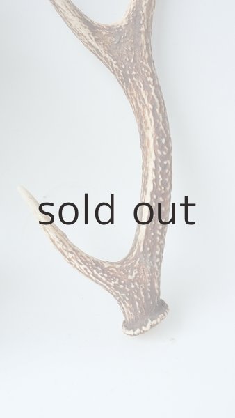 画像2: デコール用二ホンジカの角 (2)