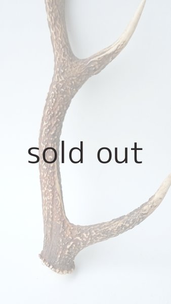 画像2: デコール用二ホンジカの角 (2)